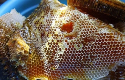 Tìm hiểu mật ong Rừng tự nhiên